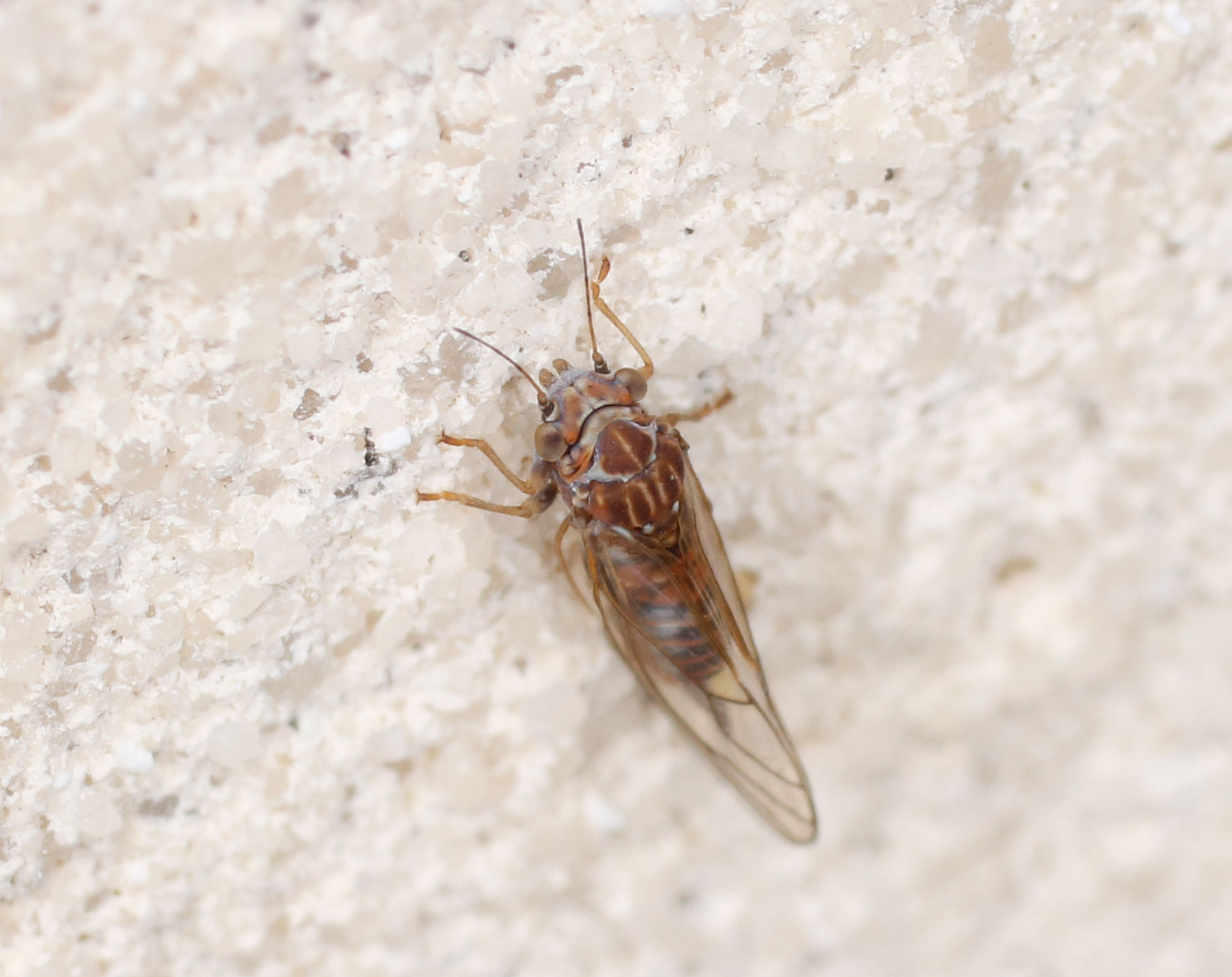 Psyllidae da ID